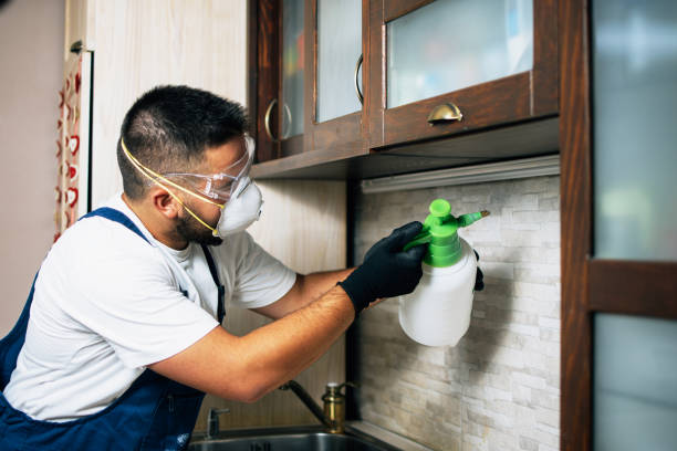 Best Termite Control Services  in Albertson, NY