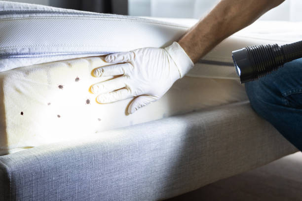 Professional Pest Control in Albertson, NY