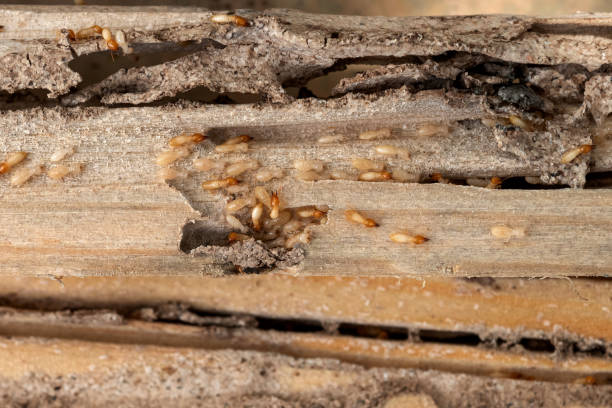 Best Best Pest Control Companies  in Albertson, NY