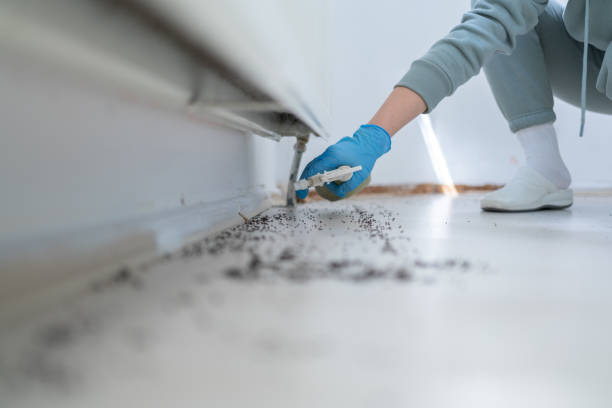 Best Insect Control  in Albertson, NY